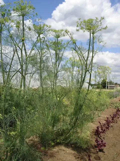 Eneldo (Anethum graveolens)