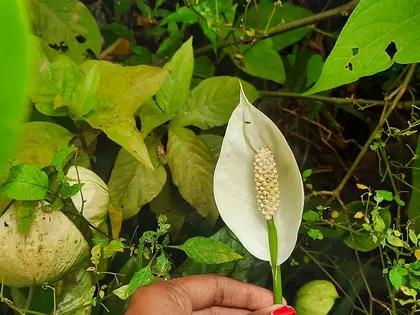 la flor de la planta, en detalle