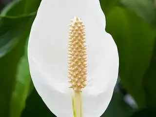 Espatifilo (Spathiphyllum)