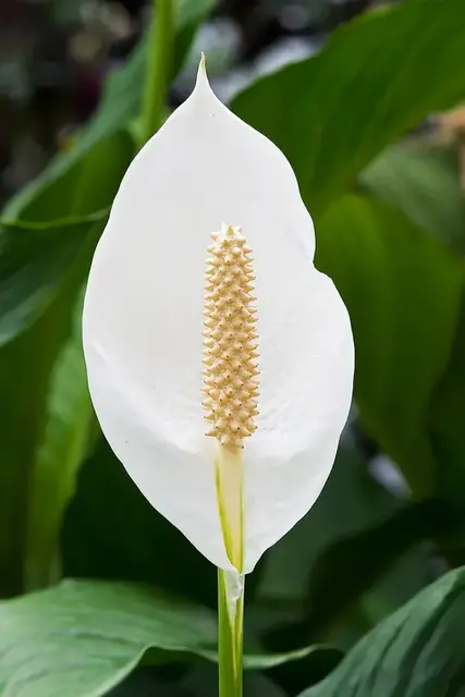 Espatifilo (Spathiphyllum)