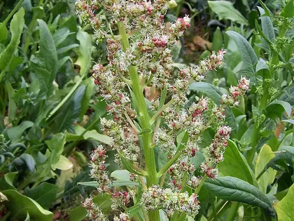 la flor de la planta, en detalle
