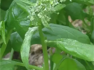 espinaca (Spinacia oleracea)