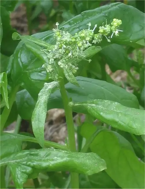 Espinaca (Spinacia oleracea)