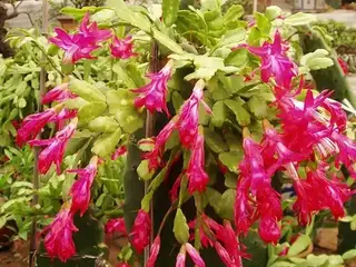 Estrella de Navidad (Schlumbergera)