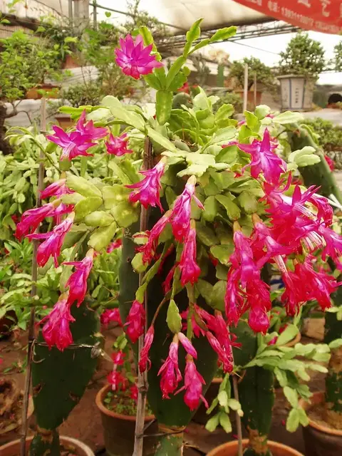 Estrella de Navidad (Schlumbergera)