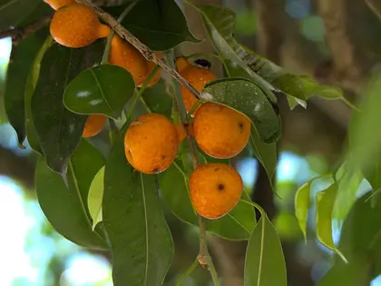 el fruto de la planta, en detalle