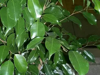 Ficus (Ficus benjamina)