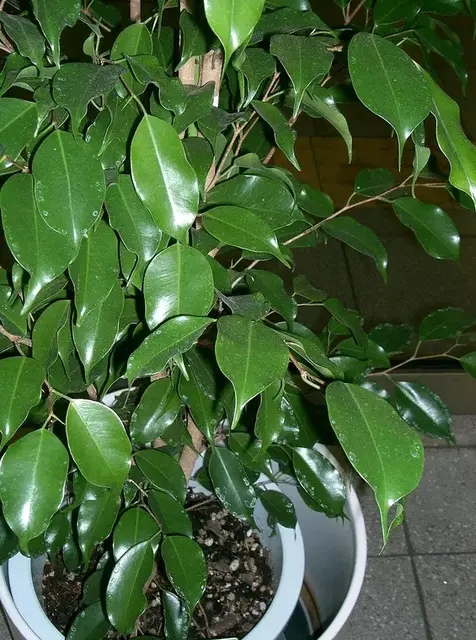 Ficus (Ficus benjamina)