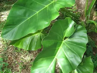 Filodendro (Philodendron)