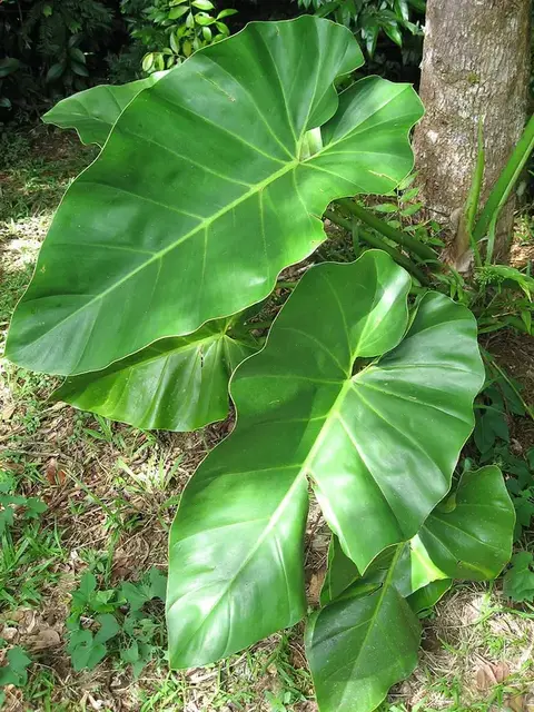 Filodendro (Philodendron)