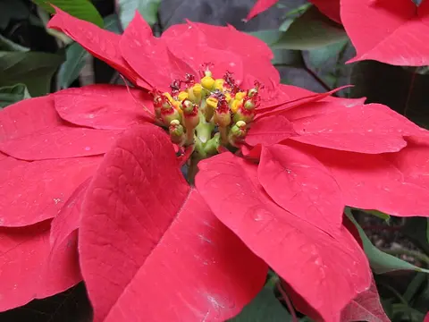 la flor de la planta, en detalle