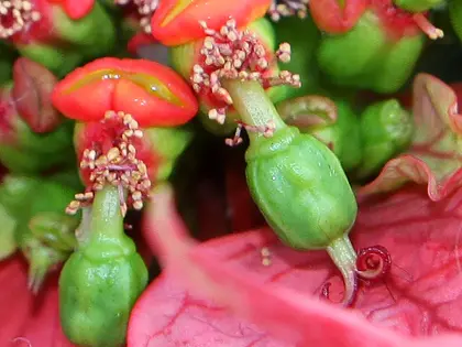 el fruto de la planta, en detalle