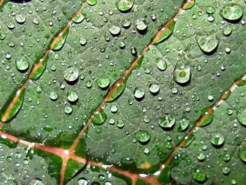 la hoja de la planta, en detalle