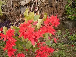Flor de Pascua (Euphorbia pulcherrima)