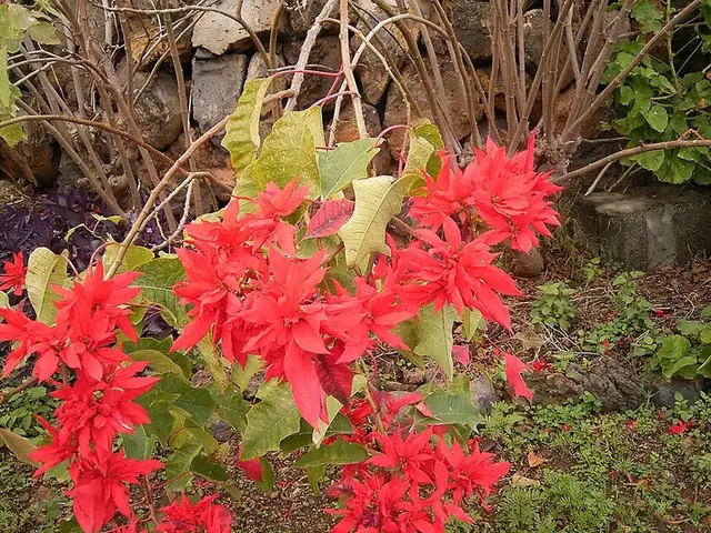 Flor de Pascua (Euphorbia pulcherrima)