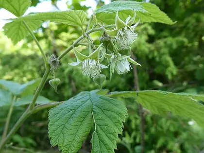 la flor de la planta, en detalle