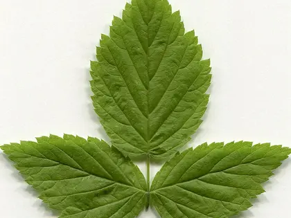 la hoja de la planta, en detalle