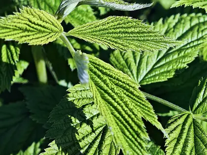 la planta de la planta, en detalle