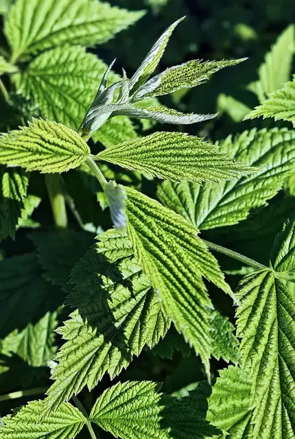 Frambuesa (Rubus idaeus)