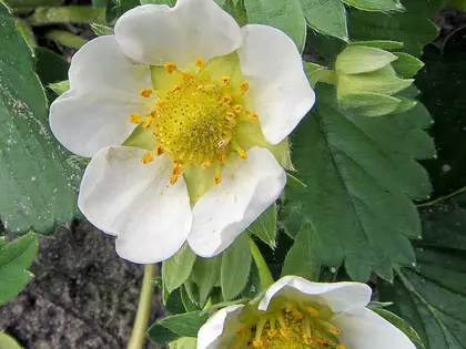 la flor de la planta, en detalle