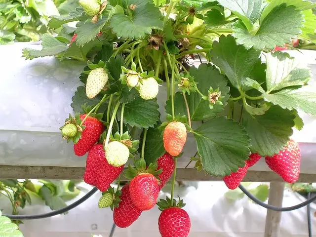 Fresa (Fragaria × ananassa)