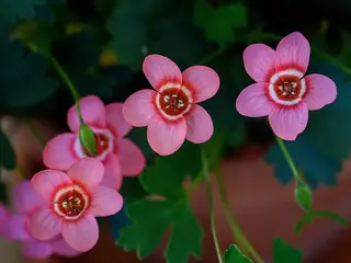 Geranio (Pelargonium)