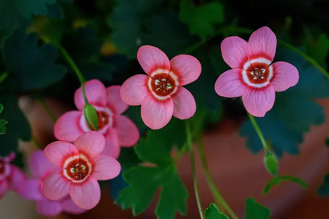Geranio (Pelargonium)