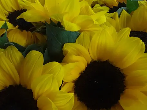 la flor de la planta, en detalle
