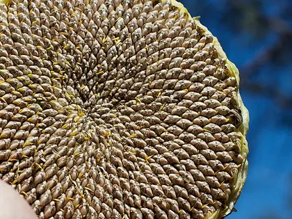 el fruto de la planta, en detalle