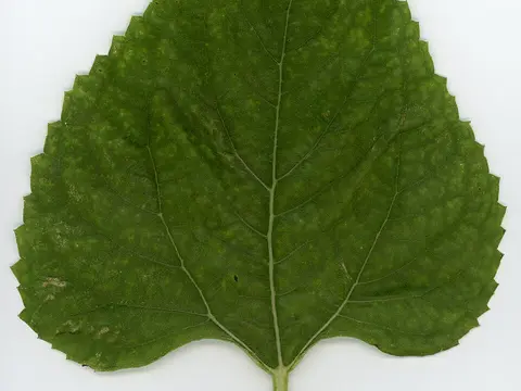 la hoja de la planta, en detalle