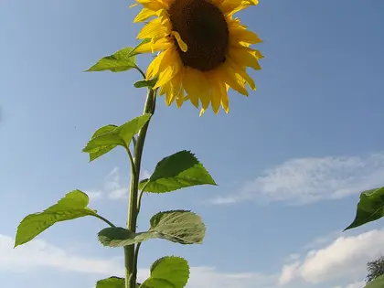 la planta de la planta, en detalle