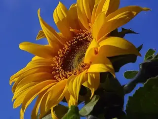 Girasol (Helianthus annuus)