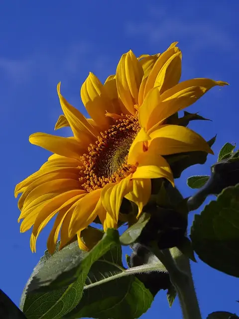 Girasol (Helianthus annuus)