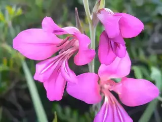 Gladiolo (Gladiolus)