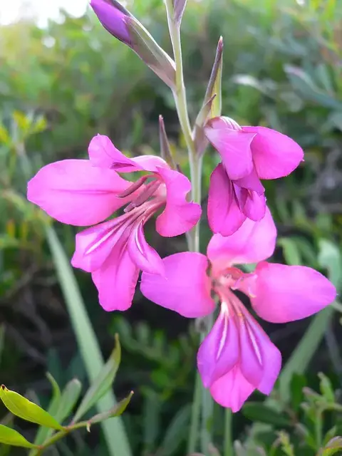 Gladiolo (Gladiolus)