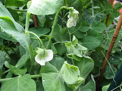 la flor de la planta, en detalle