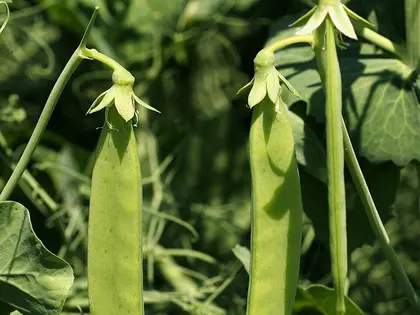 el fruto de la planta, en detalle