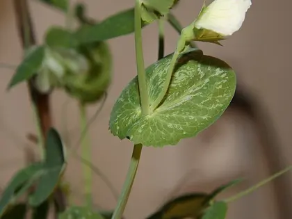 la hoja de la planta, en detalle