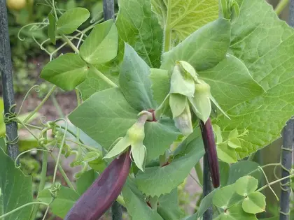 la planta de la planta, en detalle