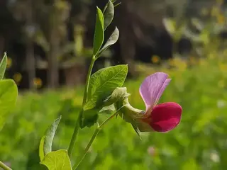 guisante (Pisum sativum)