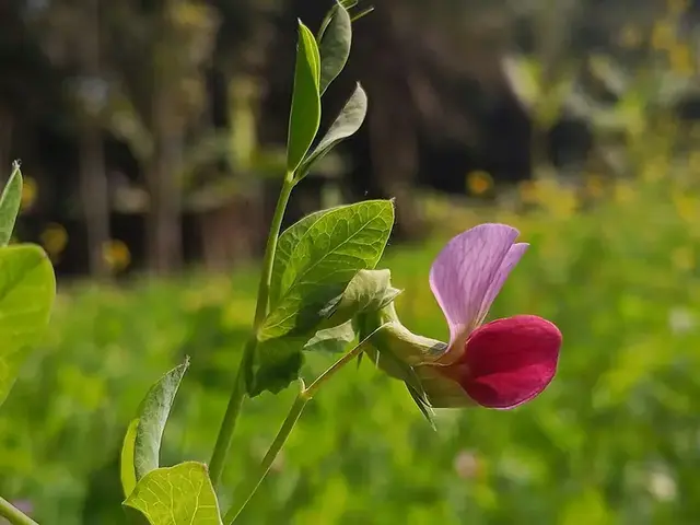 Guisante (Pisum sativum)
