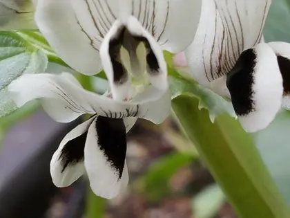 la flor de la planta, en detalle