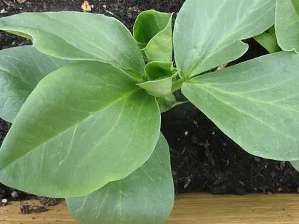 la hoja de la planta, en detalle