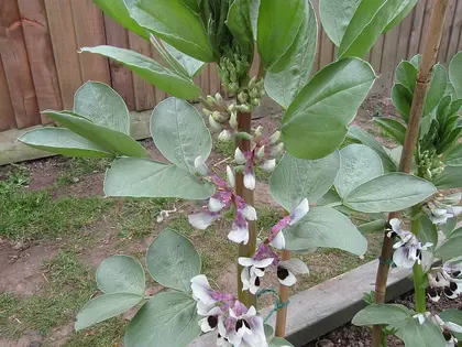 la planta de la planta, en detalle