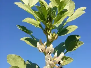 haba (Vicia faba)