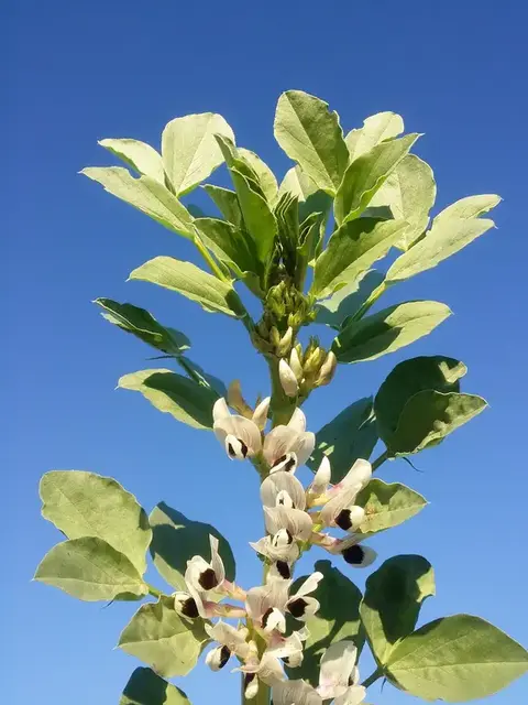 Haba (Vicia faba)