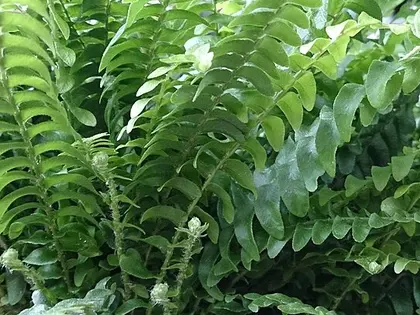 la planta de la planta, en detalle