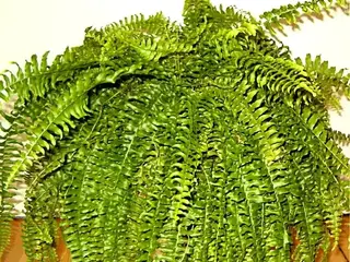 Helecho (Nephrolepis exaltata)