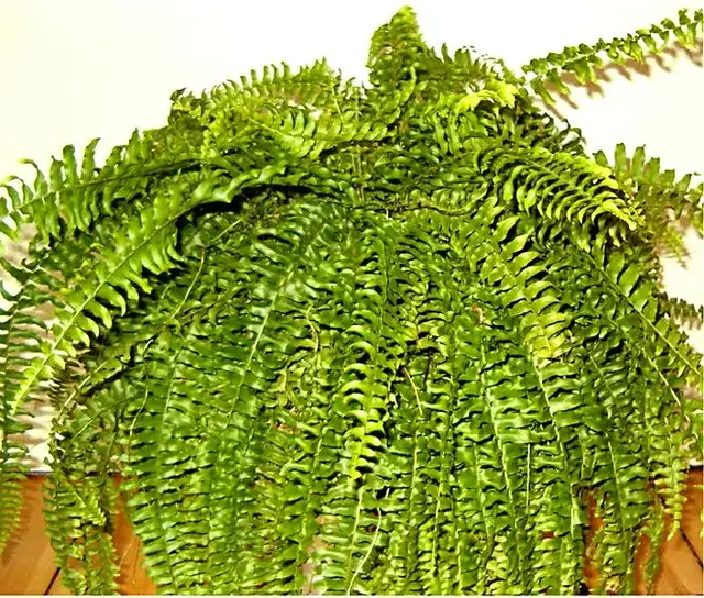 Helecho (Nephrolepis exaltata)