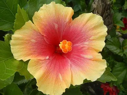 la flor de la planta, en detalle